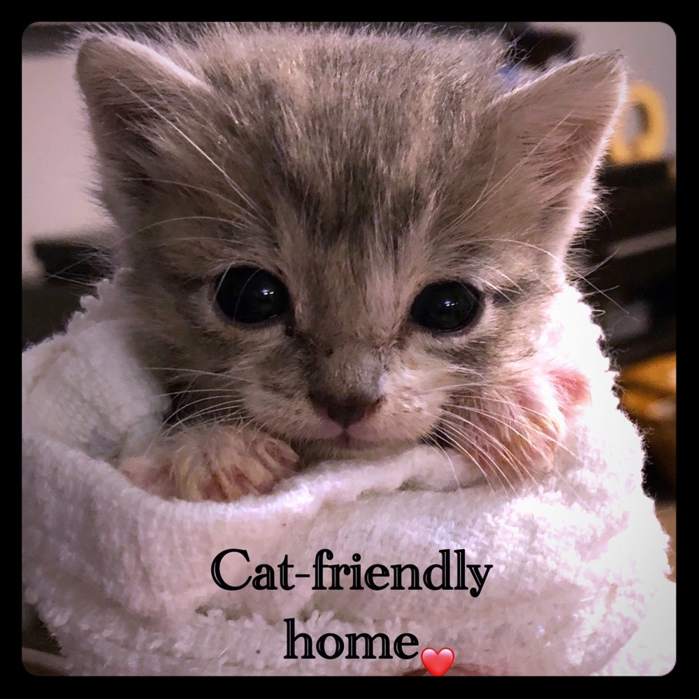 Tiny-kitten-friendly home.